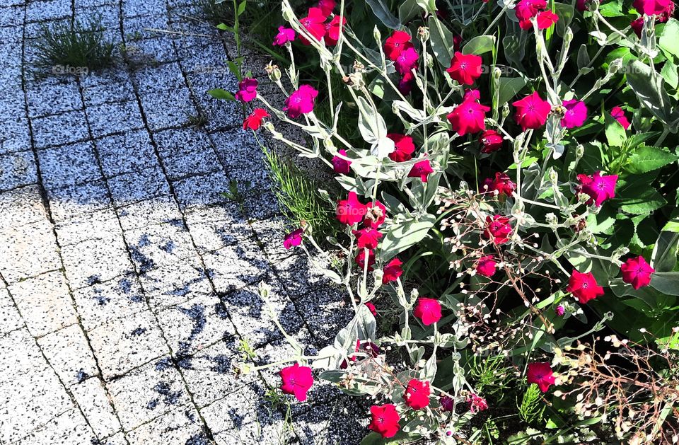 Silene coronaria and its arabesque shadows