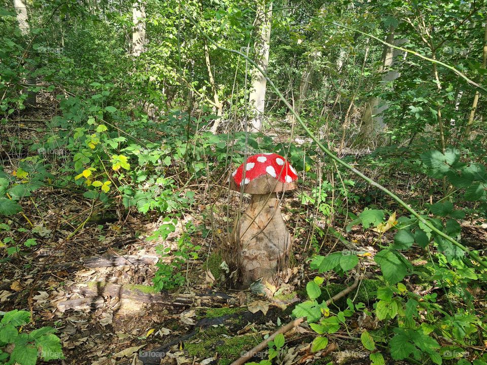 A falen tree becomes a mushroom