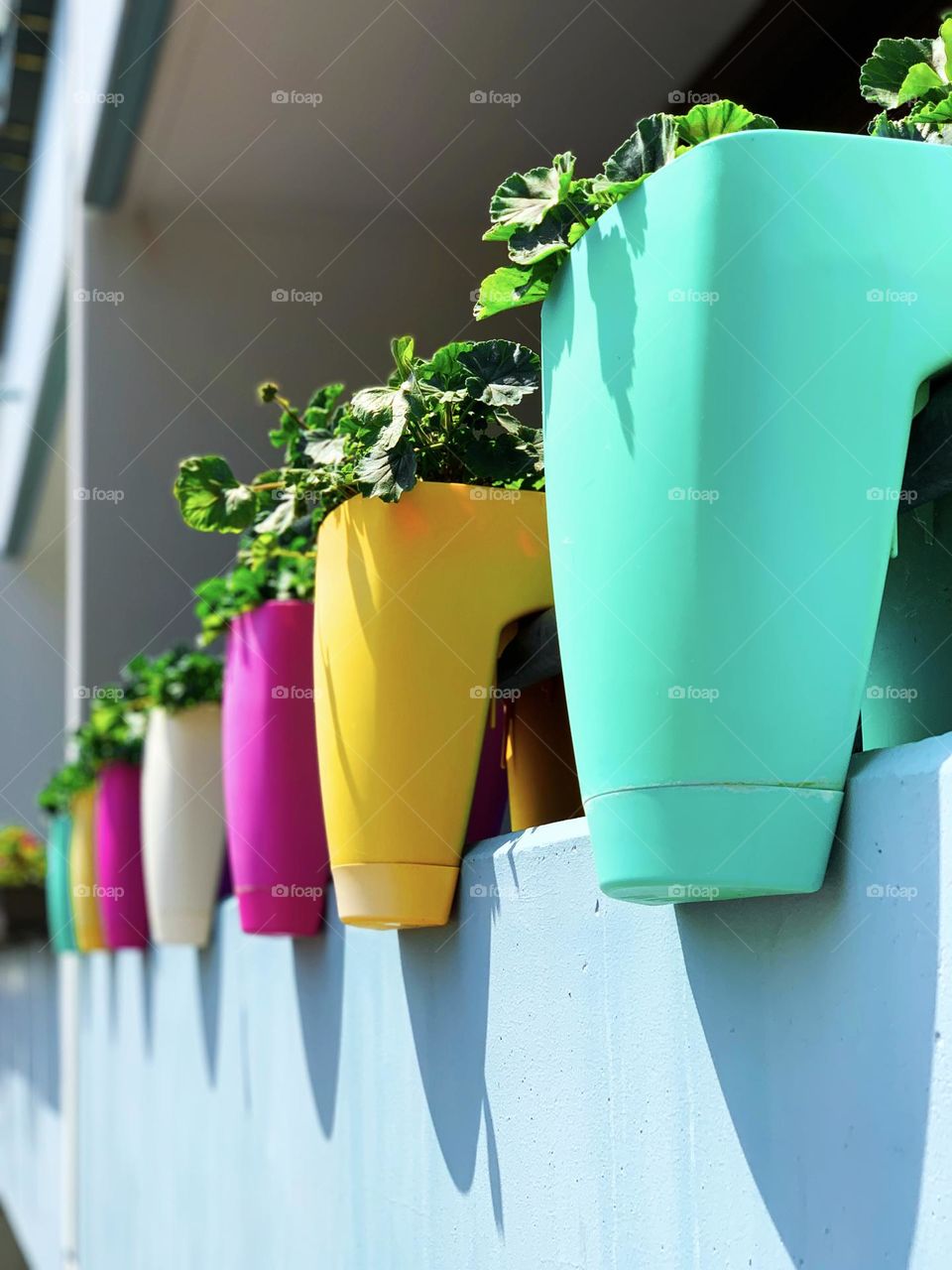Colorful pots with plant 