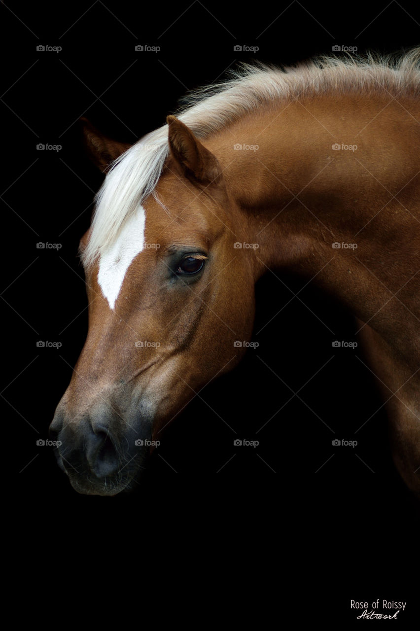 Adriano,  a horse portrait