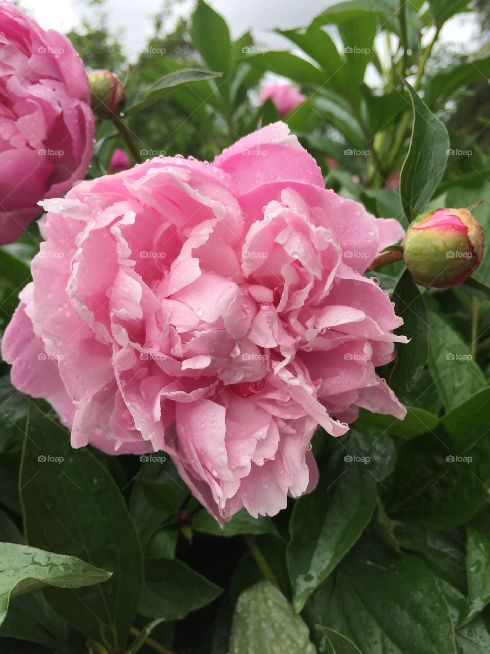 Pink flower with dew. Mount Vernon, VA.
