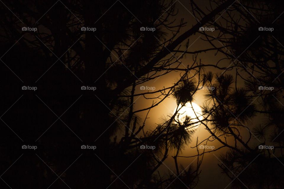 Moon behind pine