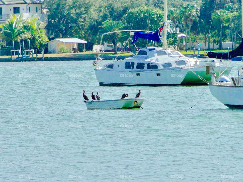 Birds with own boat