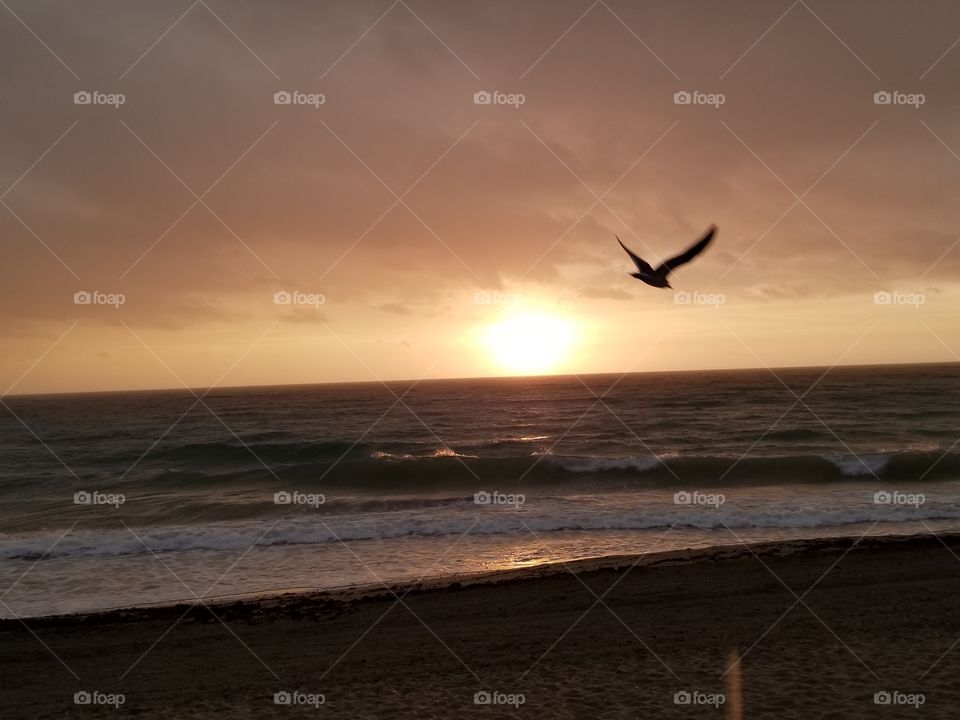 cloudy Morning sunrise on Hollywood beach; South Florida seagulls