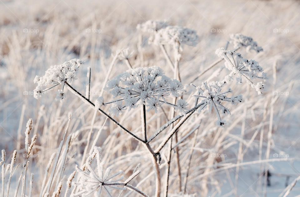 Plants covered with snow. Winter landscape. After heavy snowfall