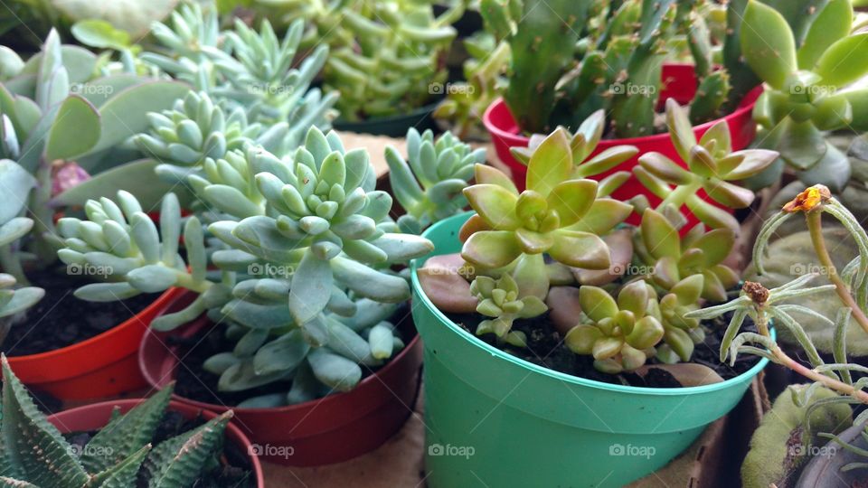 Plantinhas. Folhagens grossas.