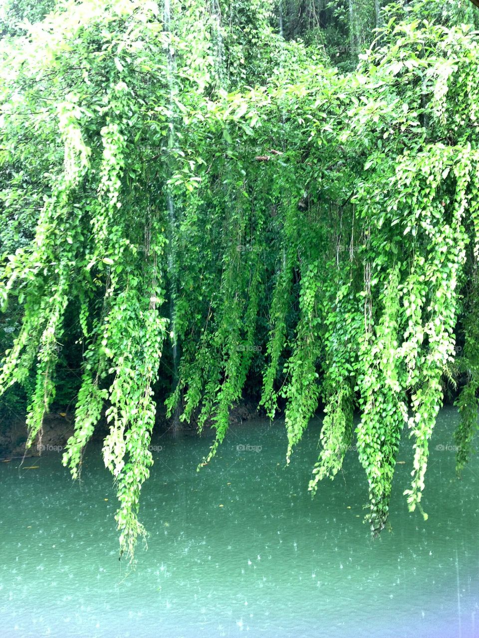 Leaf, Nature, Tree, Flora, Wood