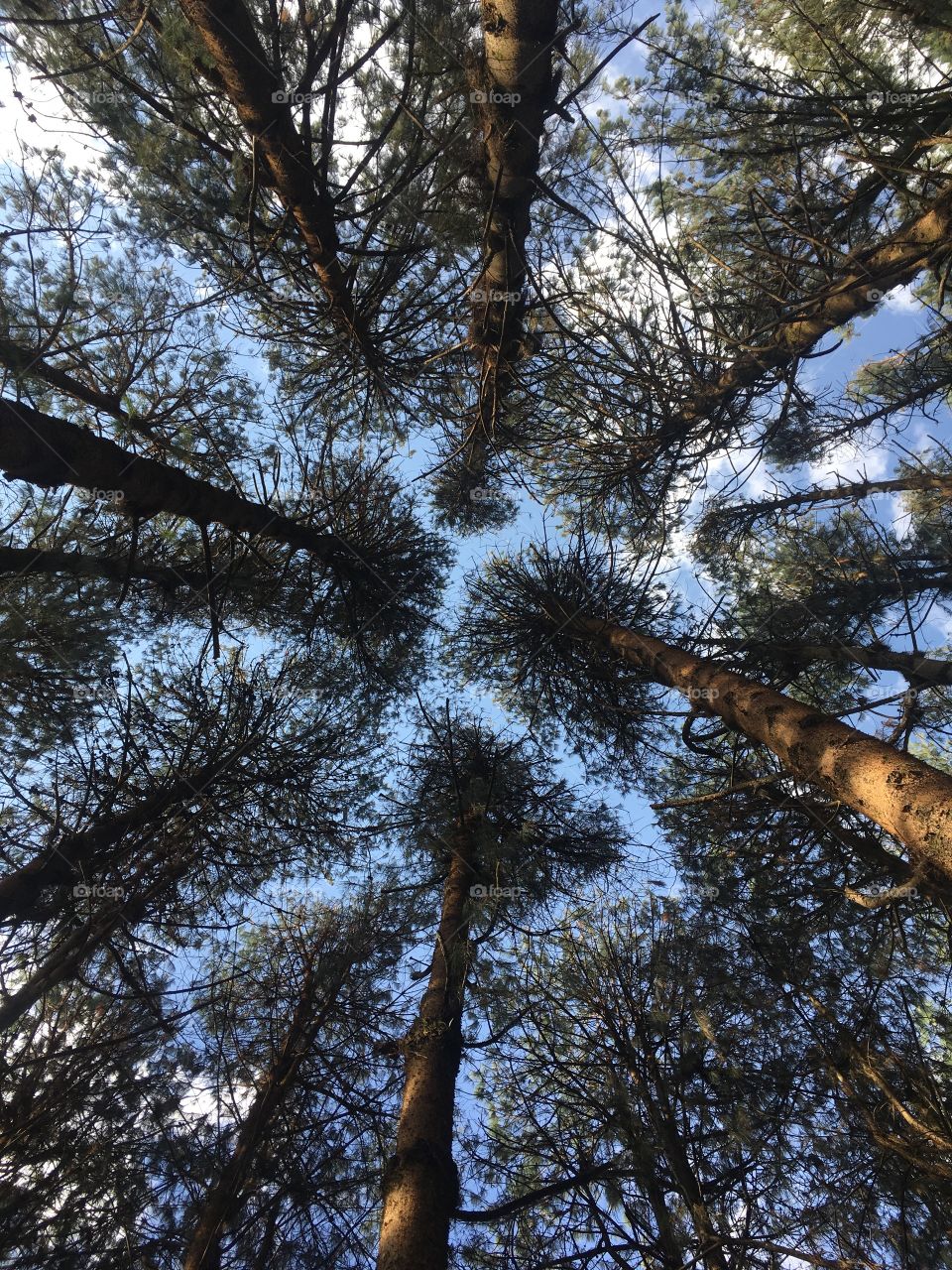 My favorite moment: lying on the ground and watching the sky among the trees. Total relaxation ... / Meu momento favorito: deitar no chão e ficar observando o céu entre as árvores. Relaxamento total...