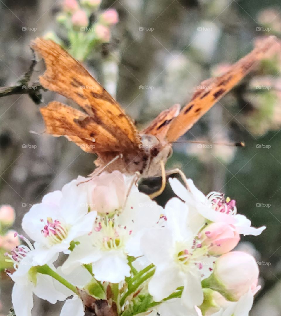 First Signs of Spring