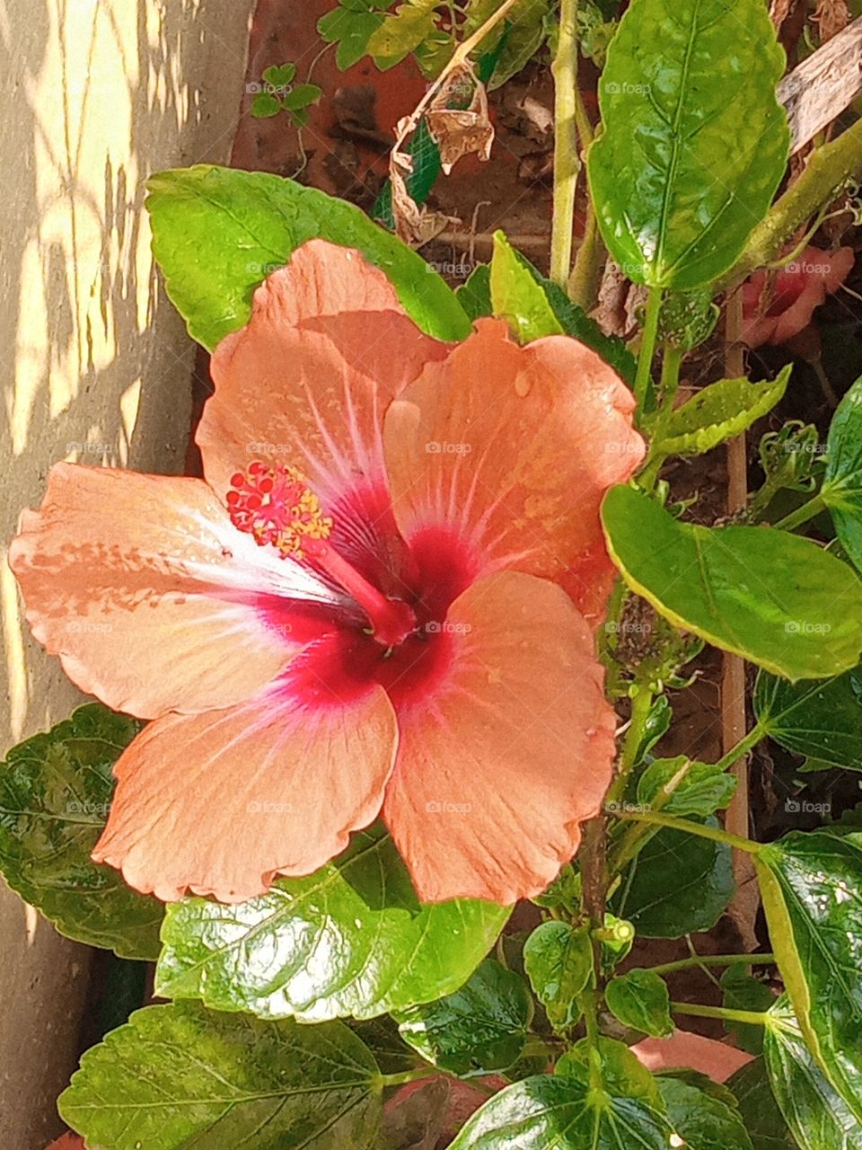 beautiful hibiscus flower