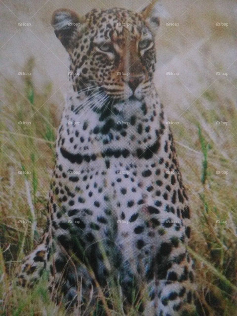 A leopard in the long Savannah grass eyeing a prey a few metres away in readiness to attack.