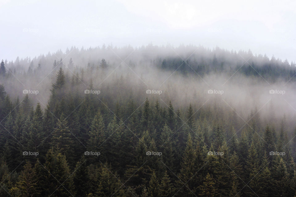 Fog over the evergreen conifer forest, autumn is coming