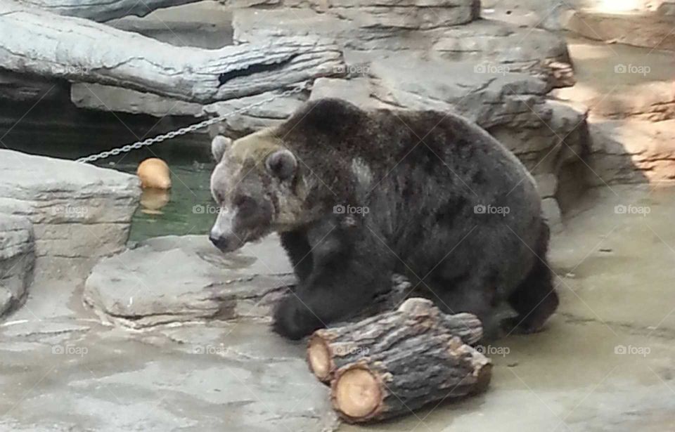 Bear at zoo