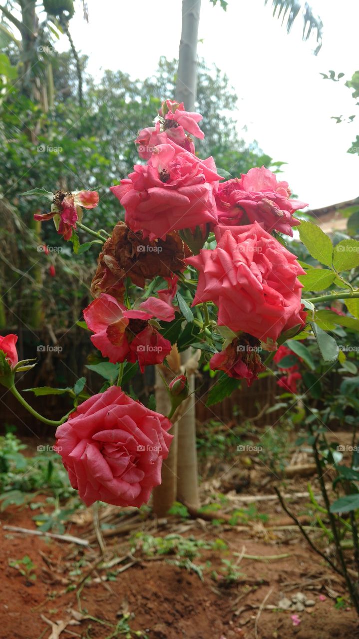 rosas
