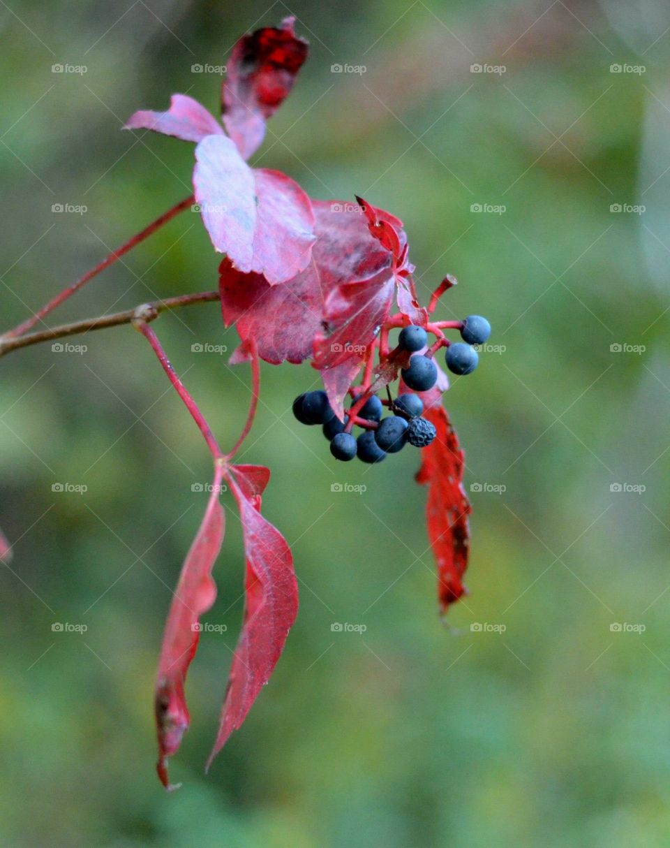 The Toronto Zoo, Toronto, Ontario, Canada