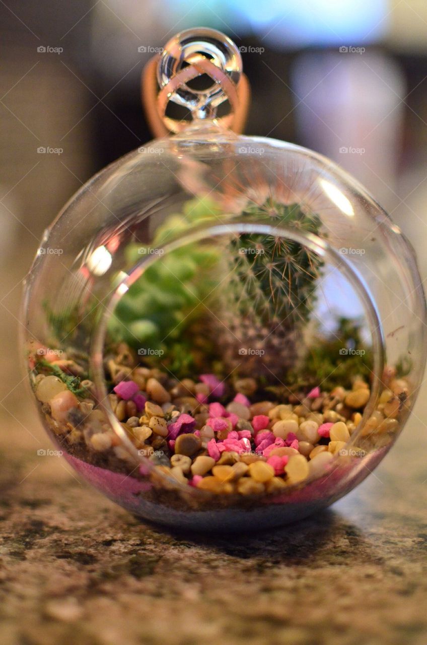 Cactus Globe