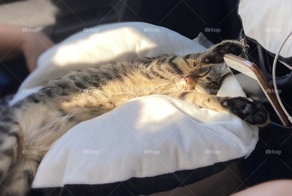 Meet my road trip queen! 🐾 Snuggled on her pillow, she dreams of endless adventures. This cozy, car-napping moment is pure cuteness and wanderlust rolled into one. Perfect for cat lovers and travel enthusiasts alike. Grab this purr-fect shot today!