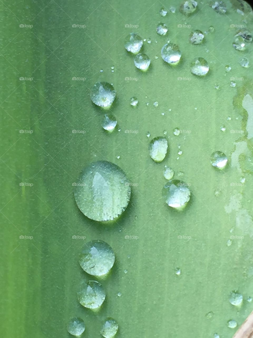 Drops of water left on a tulip leaf after a passing spring shower