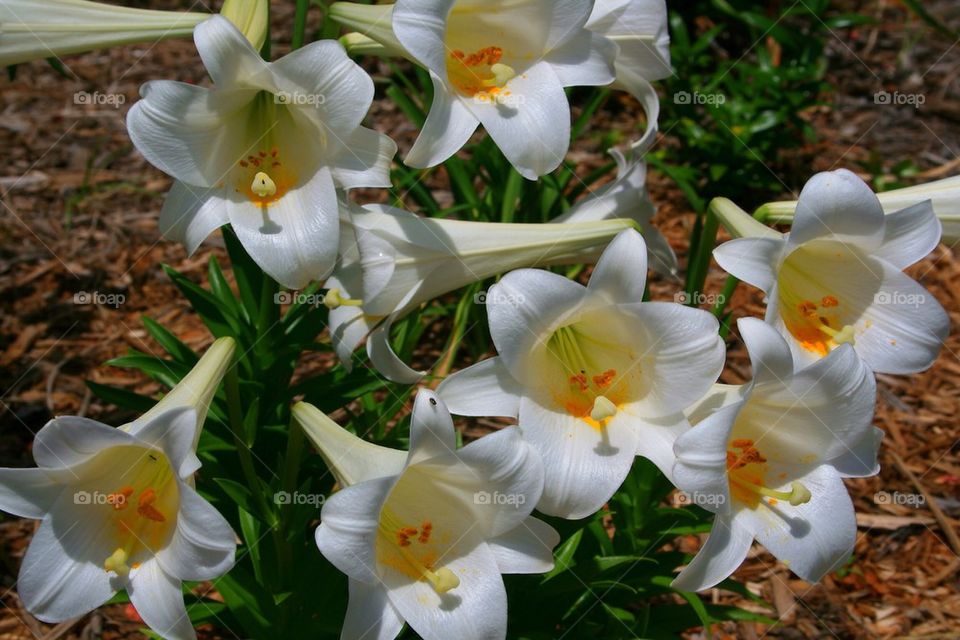 Beautiful Lilies 