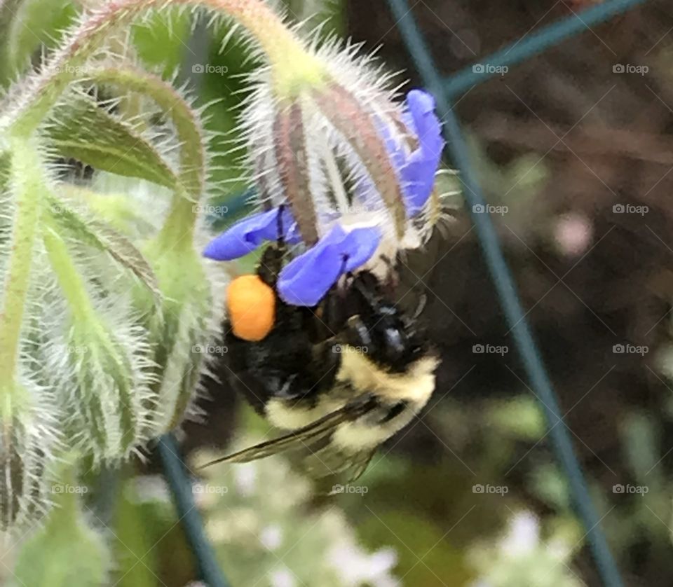 These Bombus Bumblebee love my borage plants!