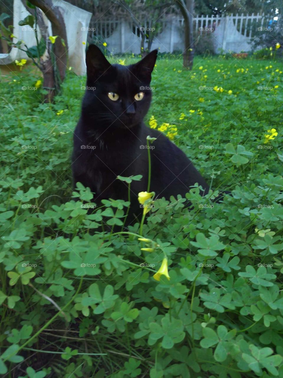 Cat in the nature