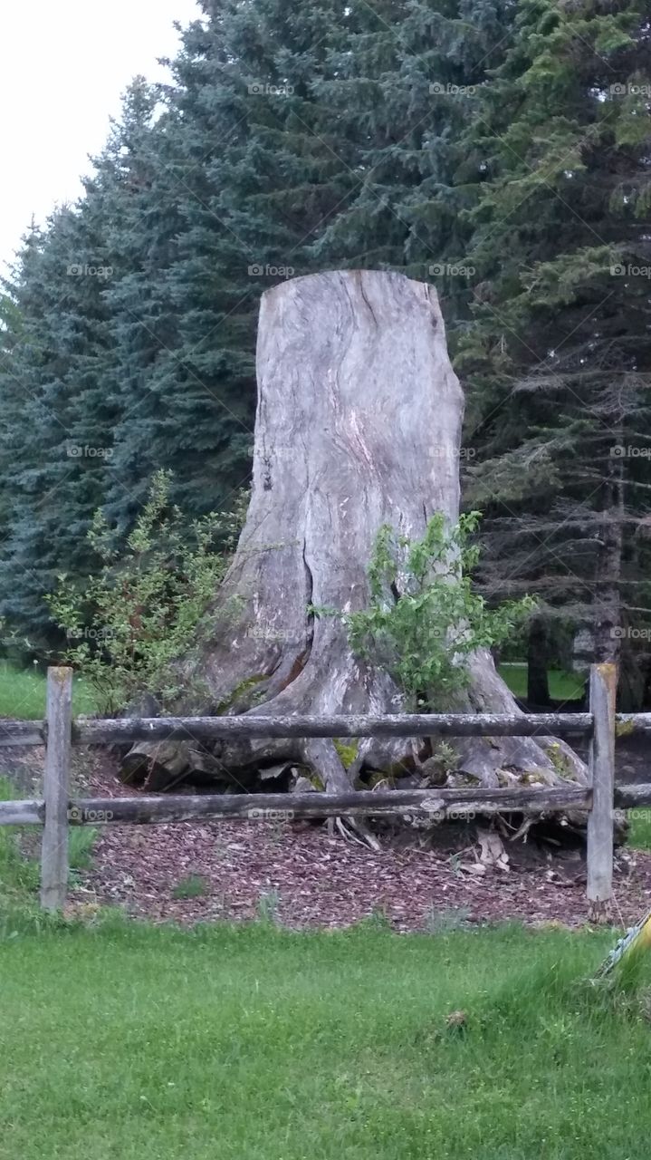 stumped