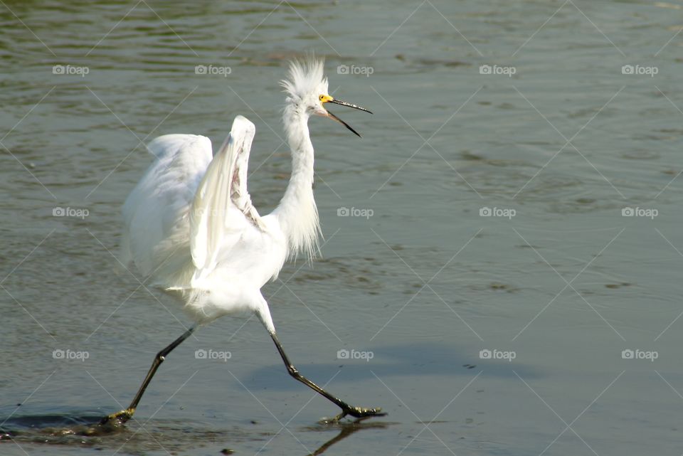 Snowy Egret