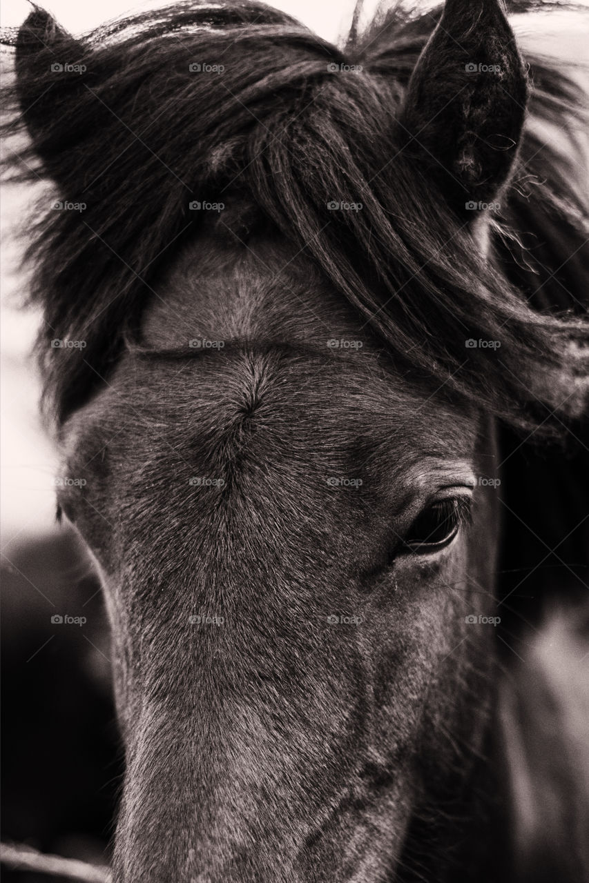 Icelandic Horse Closeup 