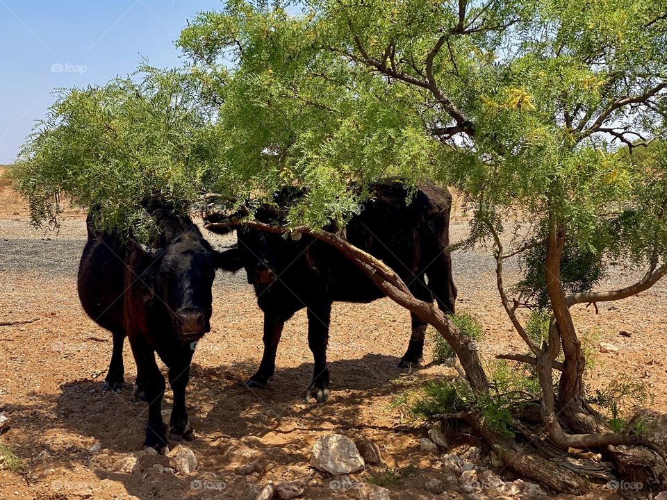Cows getting shade in the country 