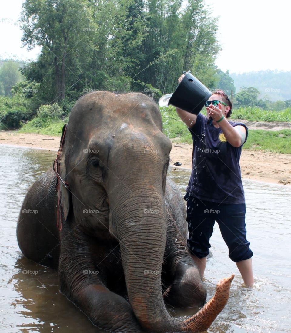 Washing elephant, Thailand