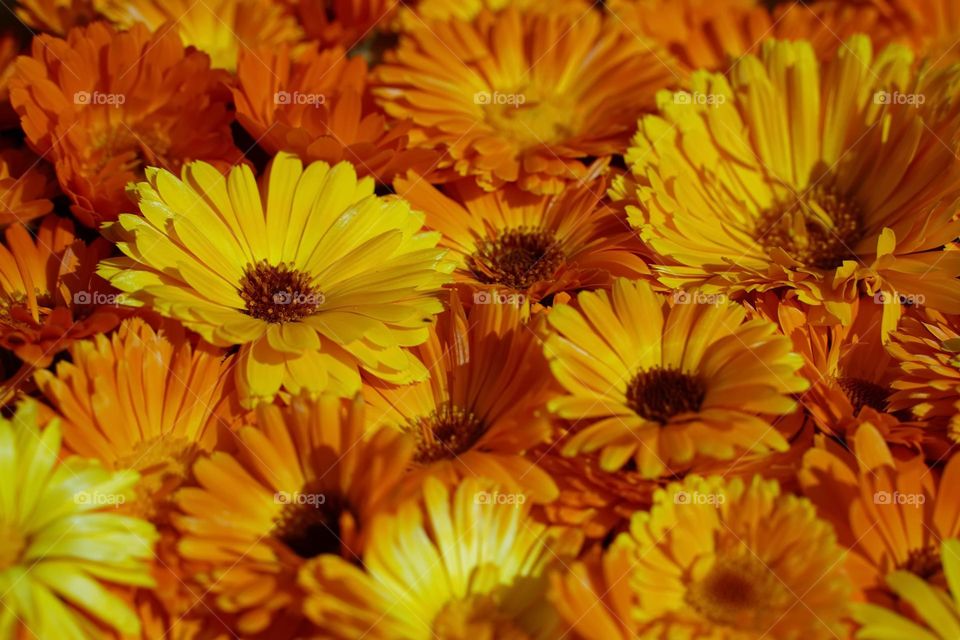 Bright orange marigold flowers