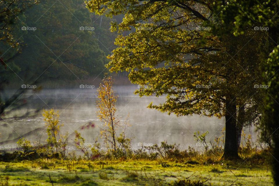 Fog over the lake