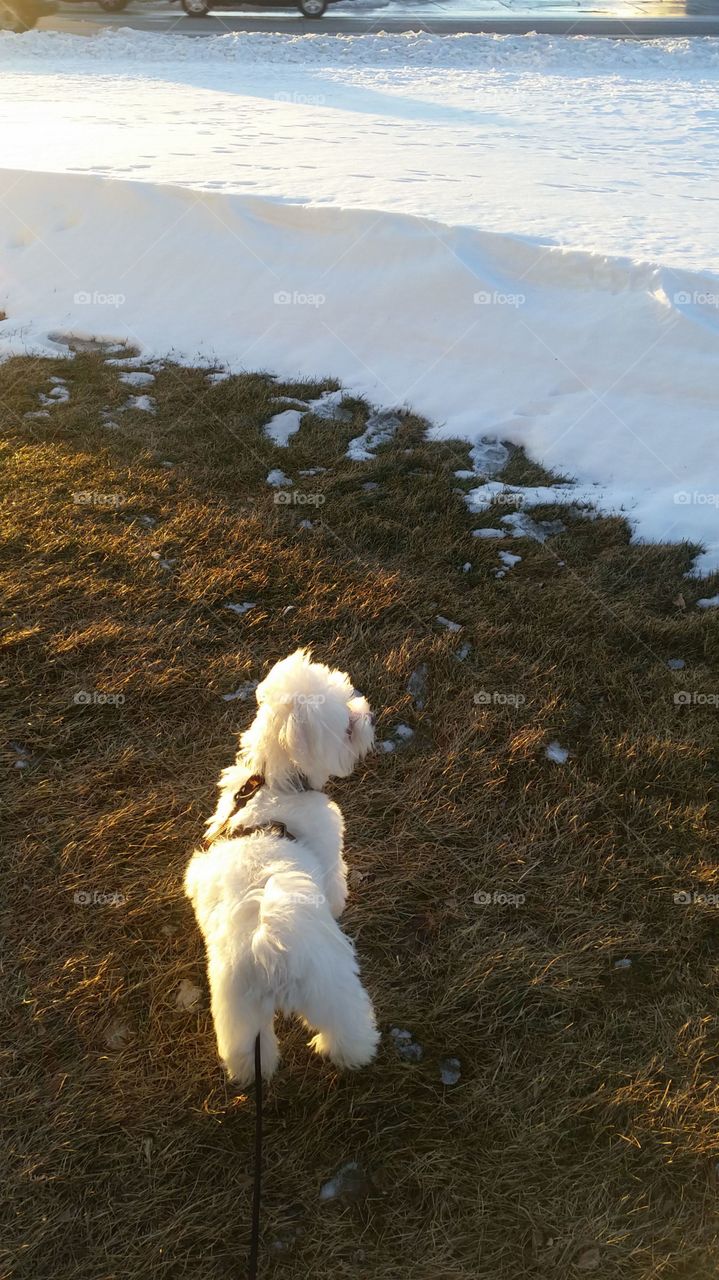 Doggie enjoying the sun in a snowy day 