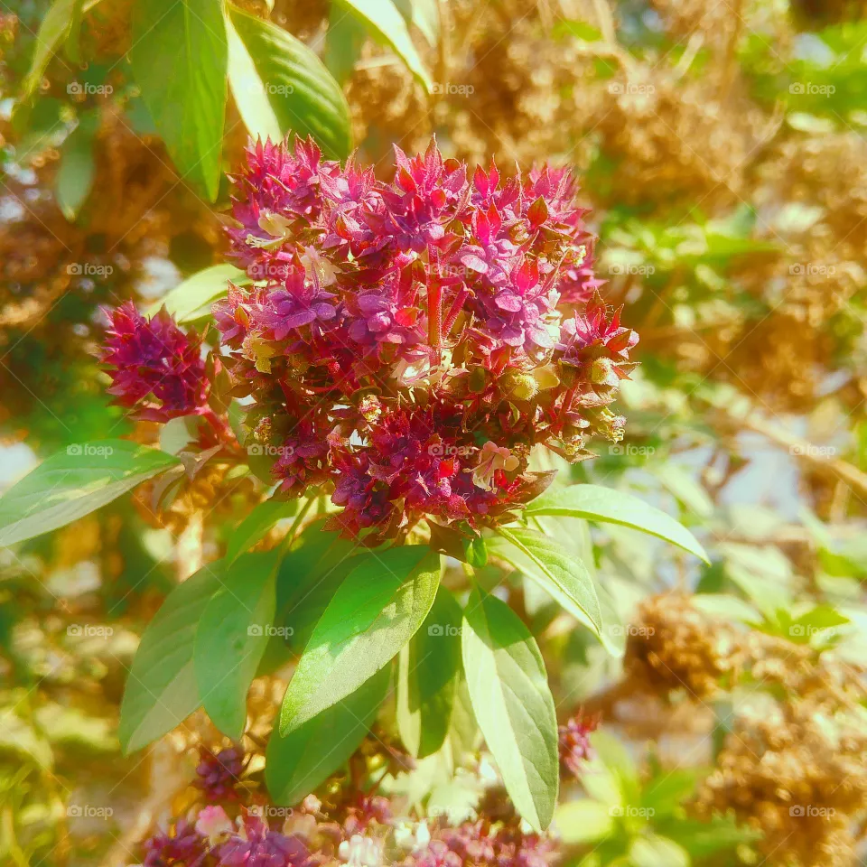 Ocimum 🌱