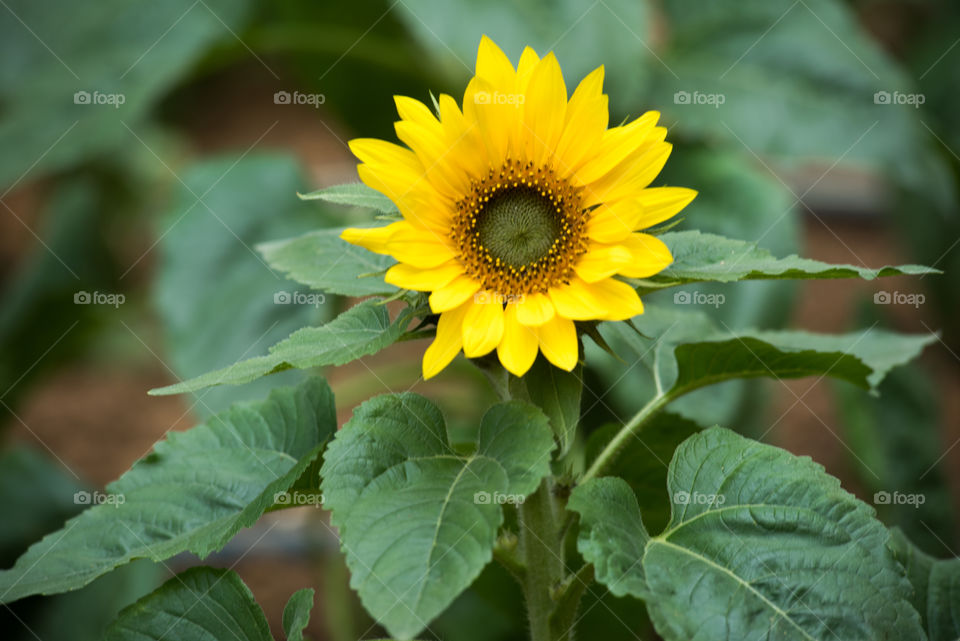 Close-up of sunflower