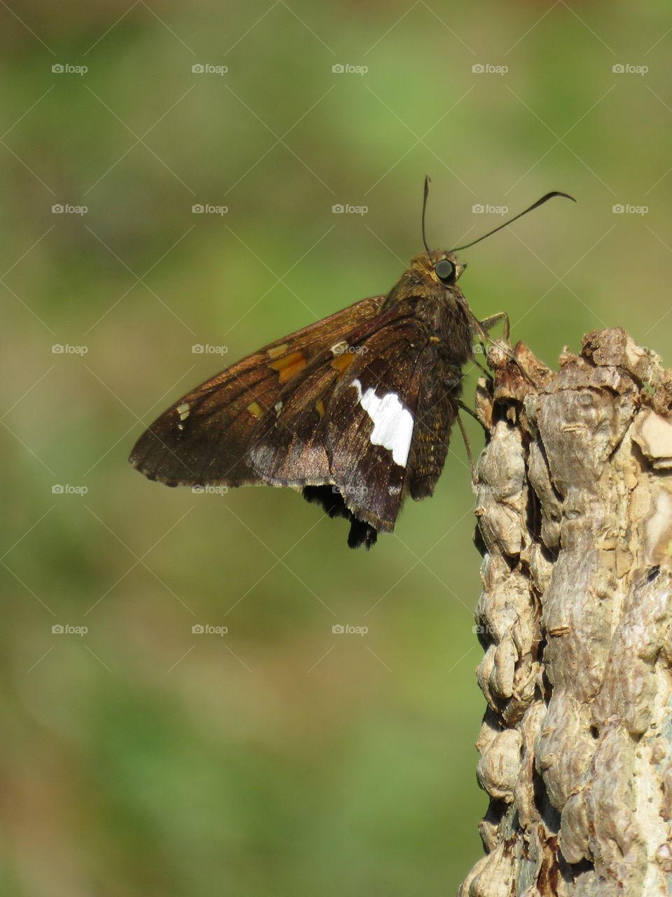 silver spotted skipper