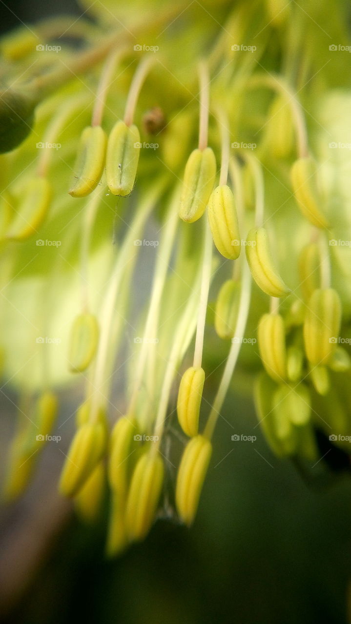 the most beautiful blooming f