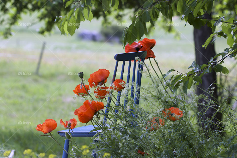 red poppy and blue chair