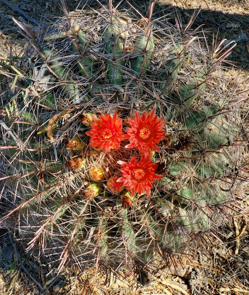 A Barrel Cactus in Bloom
