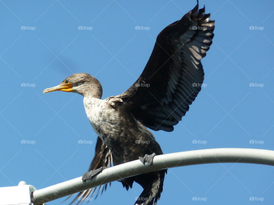 баклан на фонаре