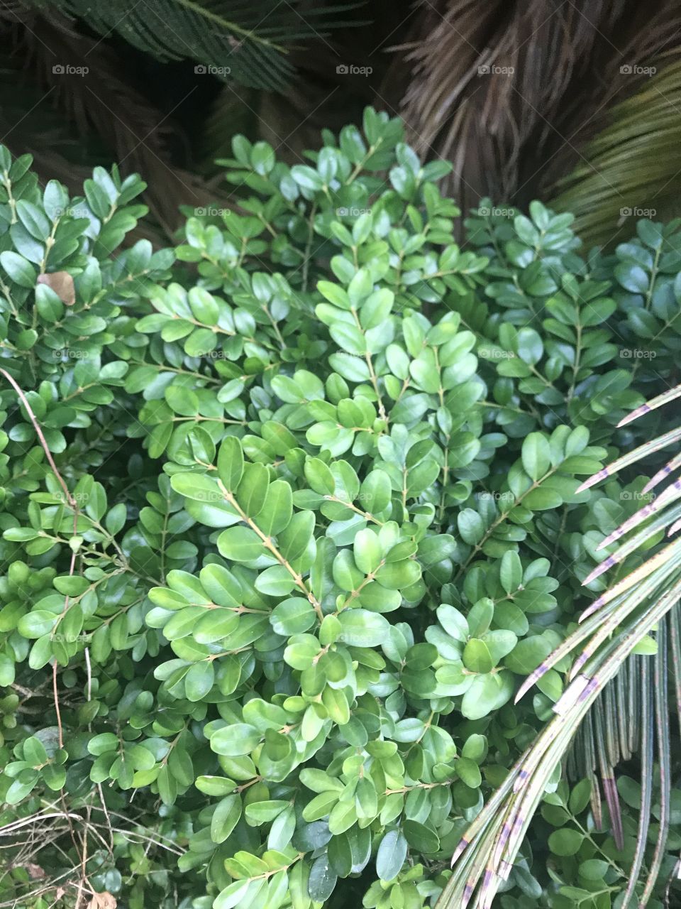 Зелень в декабре