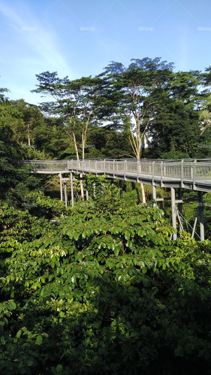 Treetop bridge at Alexamdra Ro. Nature walk