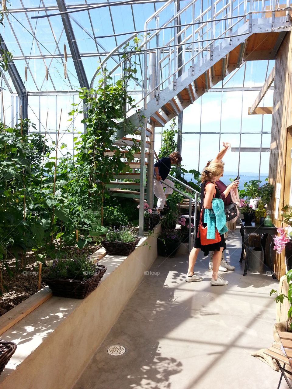 Inside a greenhouse
