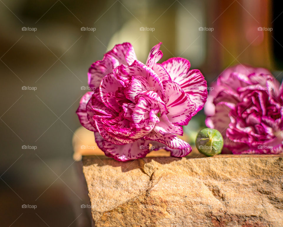 Purple and white carnation on stone 