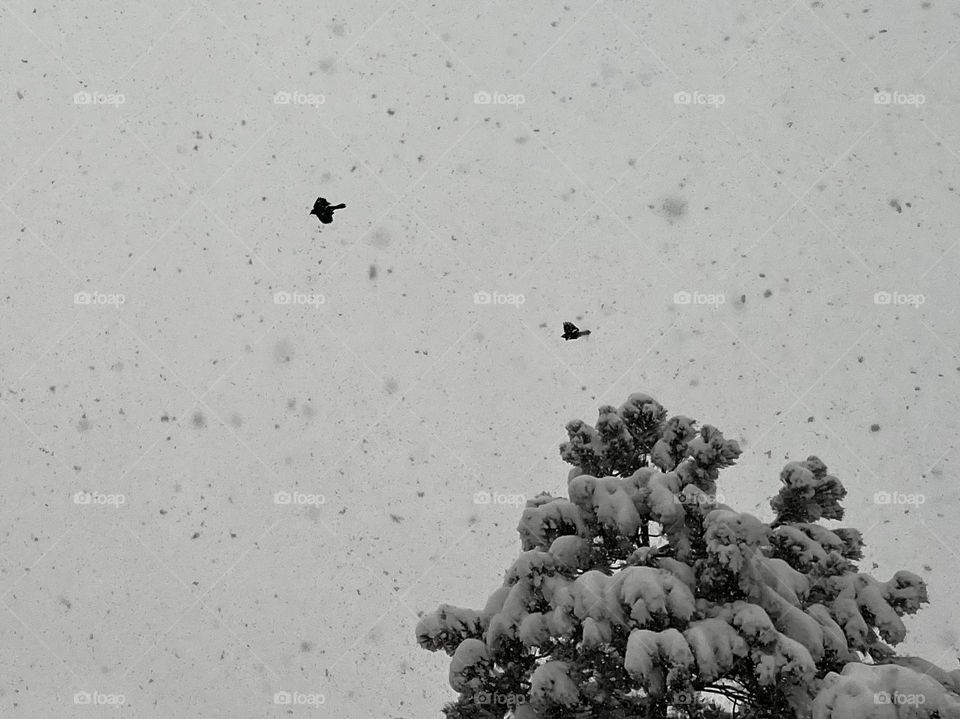 Birds in the snow 