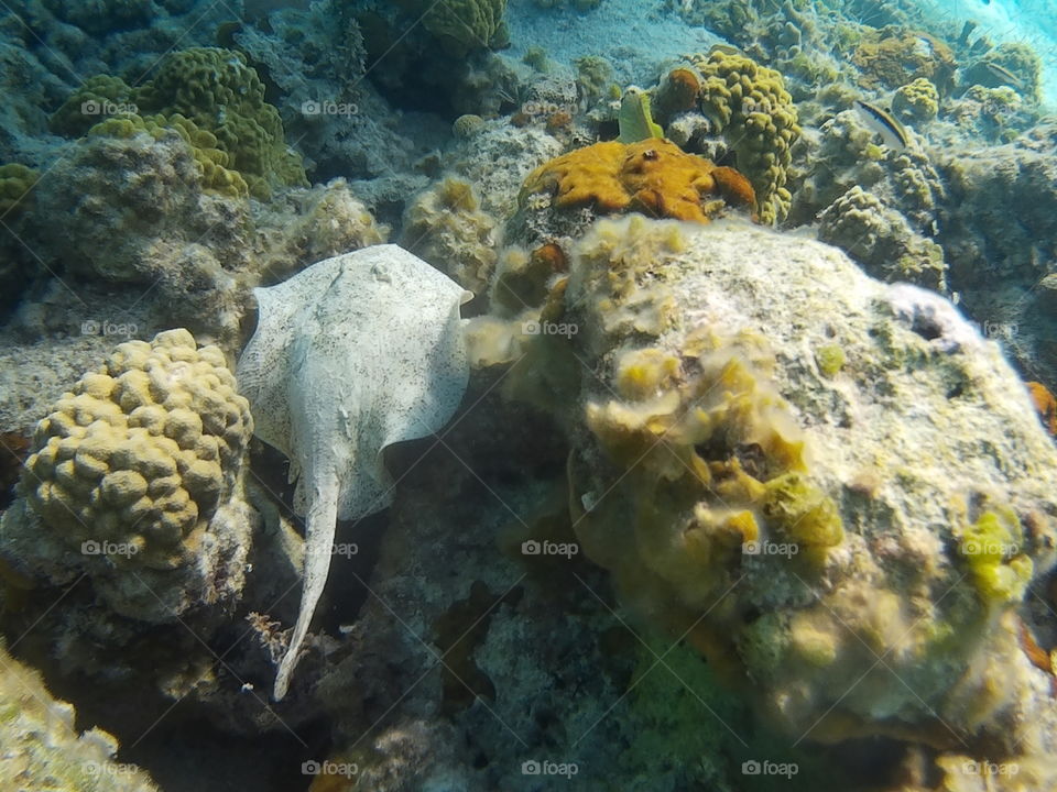rare stingray on reef in Bahamas
