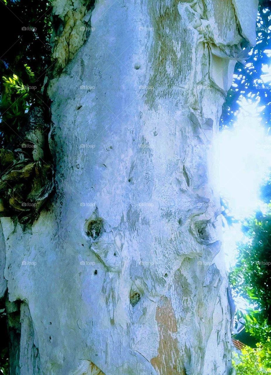 Tree Trunk  (Stylized)