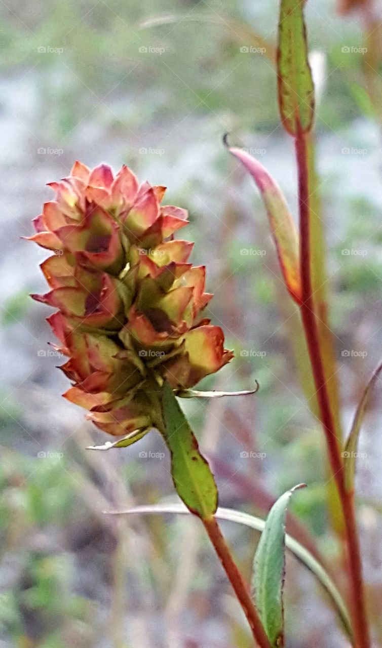 Nature, Leaf, Flora, Flower, No Person