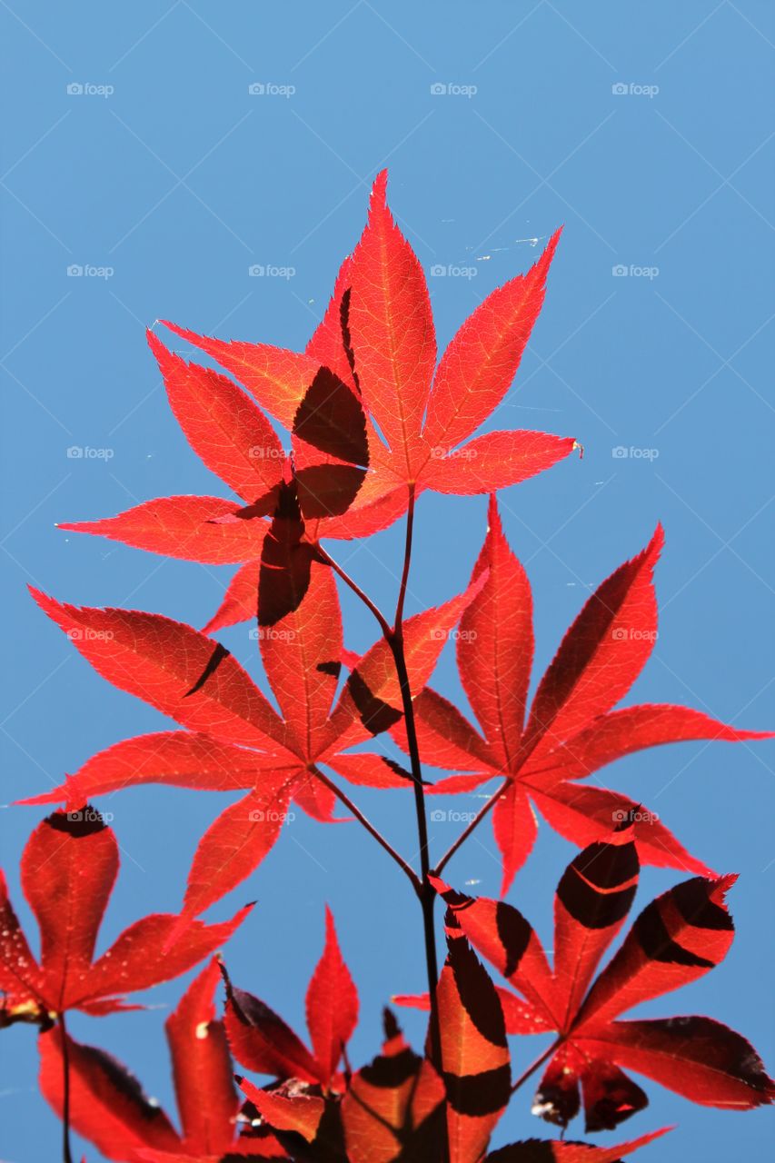 red maple leaves against blue skies