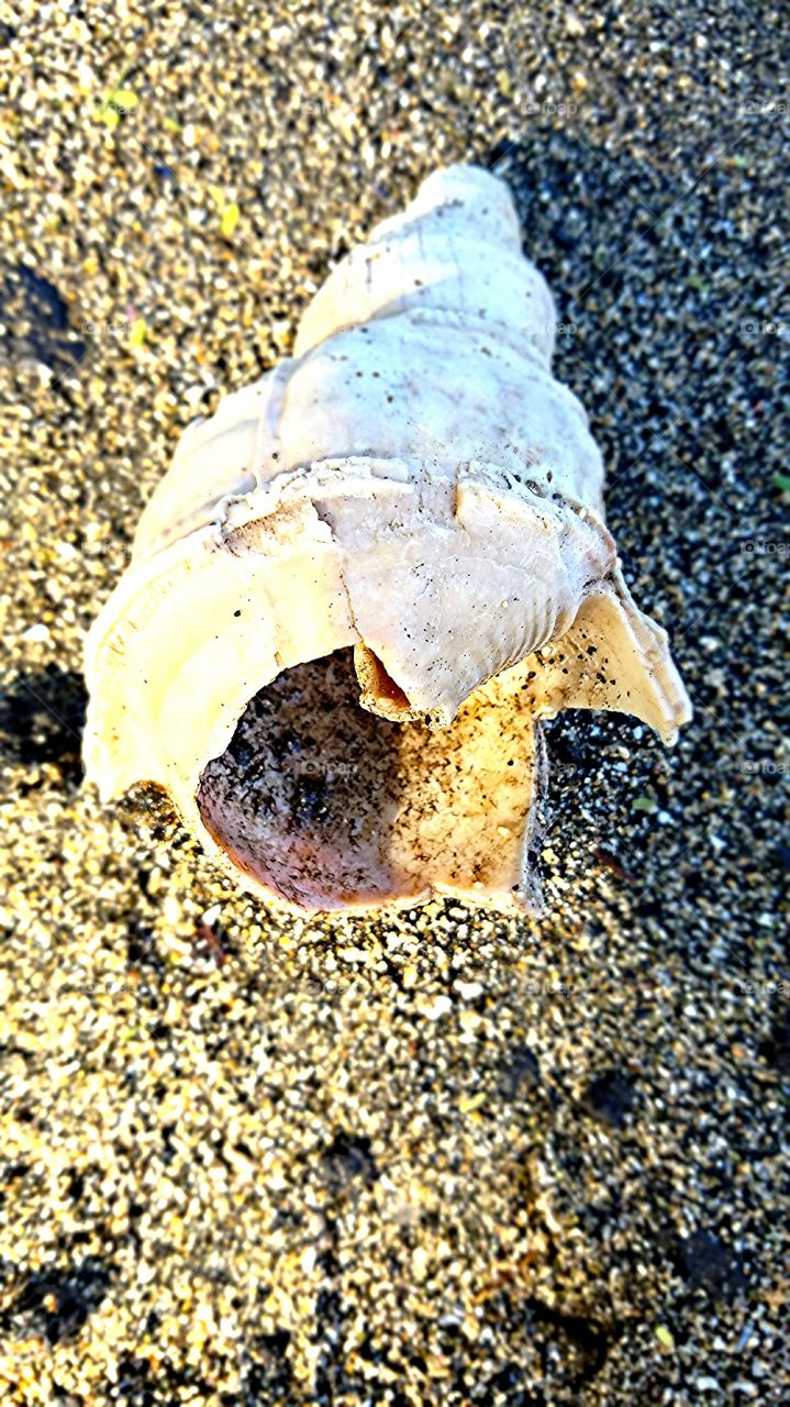 beautiful seashell lying on a sandy beach